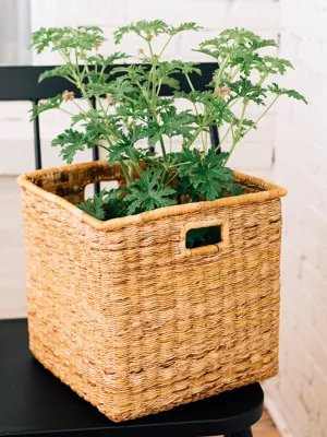 Banana Twine Cube