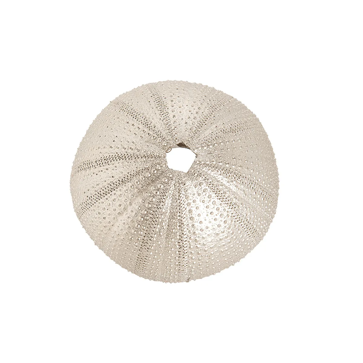 Champagne Gold Urchin Accent