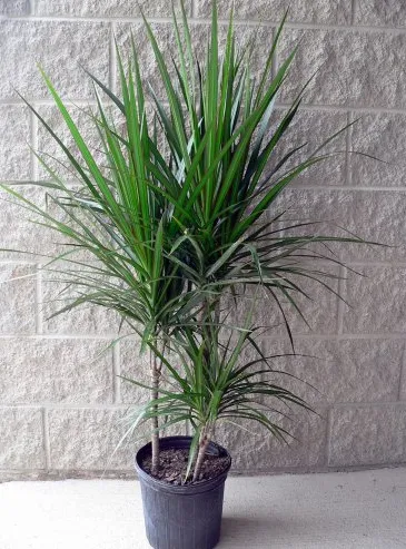 Dracaena Marginata "Dragon Tree"
