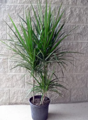 Dracaena Marginata "Dragon Tree"