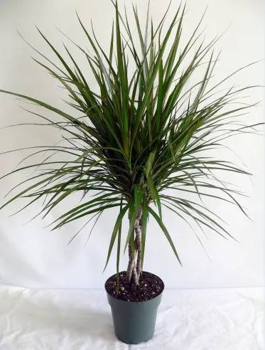 Dracaena Marginata "Dragon Tree"