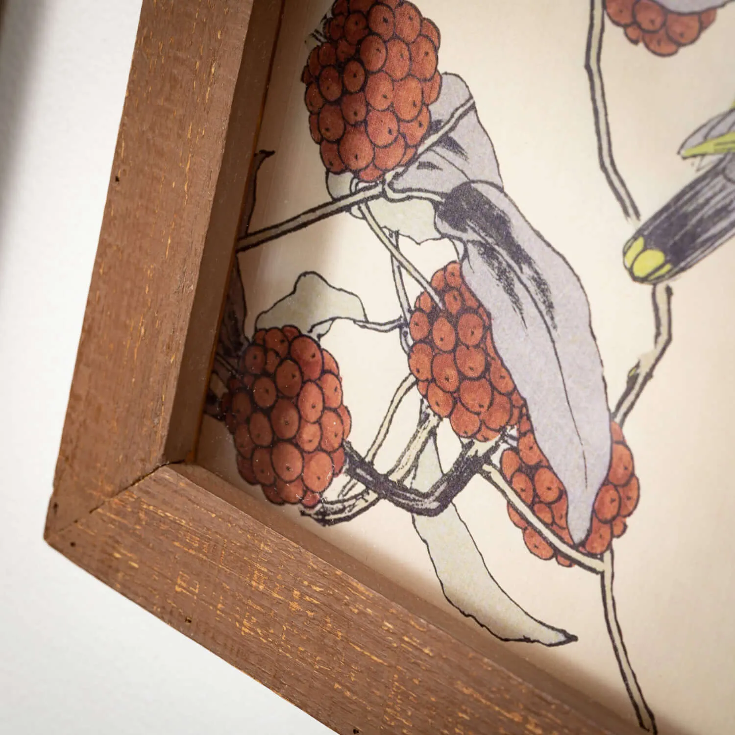 Framed Bird Artwork, Set Of 4