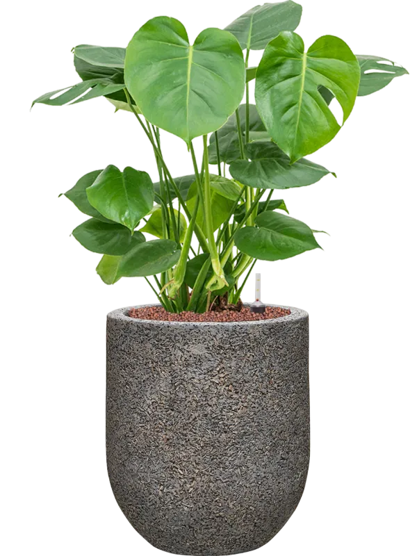 Monstera deliciosa in Baq Naturescast Office Plant With Pot 77cm Height 24cm Dia