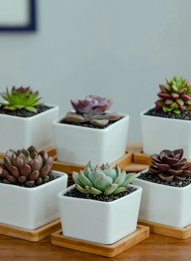 White Succulent Plant Pot With Bamboo Tray and Drainage Hole for Desk, Home Garden (Plant Not Included)