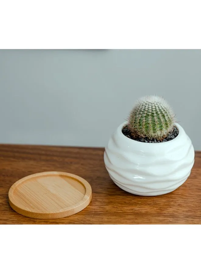 White Succulent Plant Pot With Bamboo Tray and Drainage Hole for Desk, Home Garden (Plant Not Included)