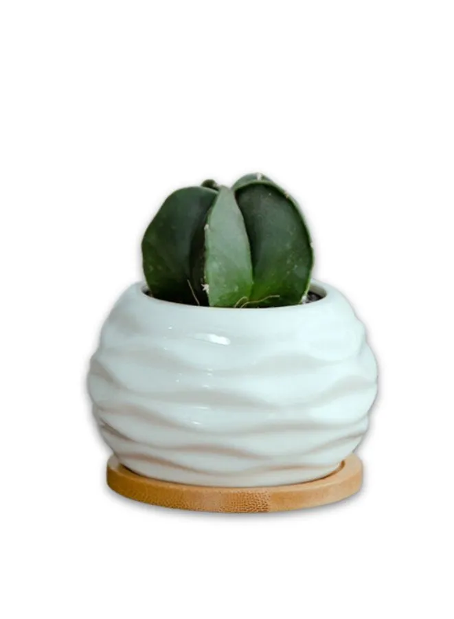 White Succulent Plant Pot With Bamboo Tray and Drainage Hole for Desk, Home Garden (Plant Not Included)