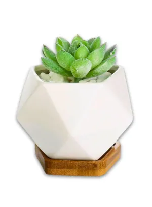 White Succulent Plant Pot With Bamboo Tray and Drainage Hole for Desk, Home Garden (Plant Not Included)