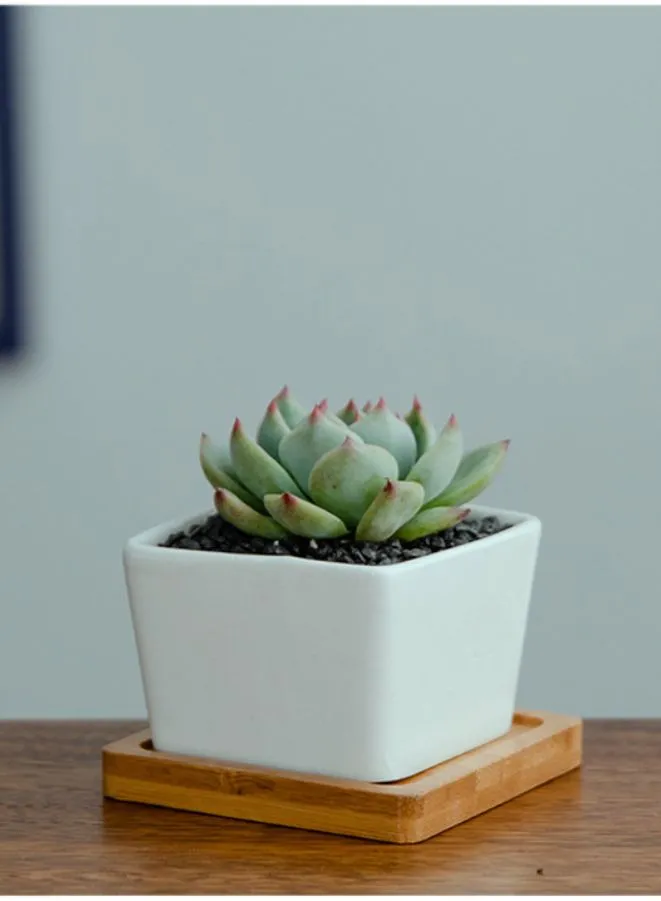 White Succulent Plant Pot With Bamboo Tray and Drainage Hole for Desk, Home Garden (Plant Not Included)